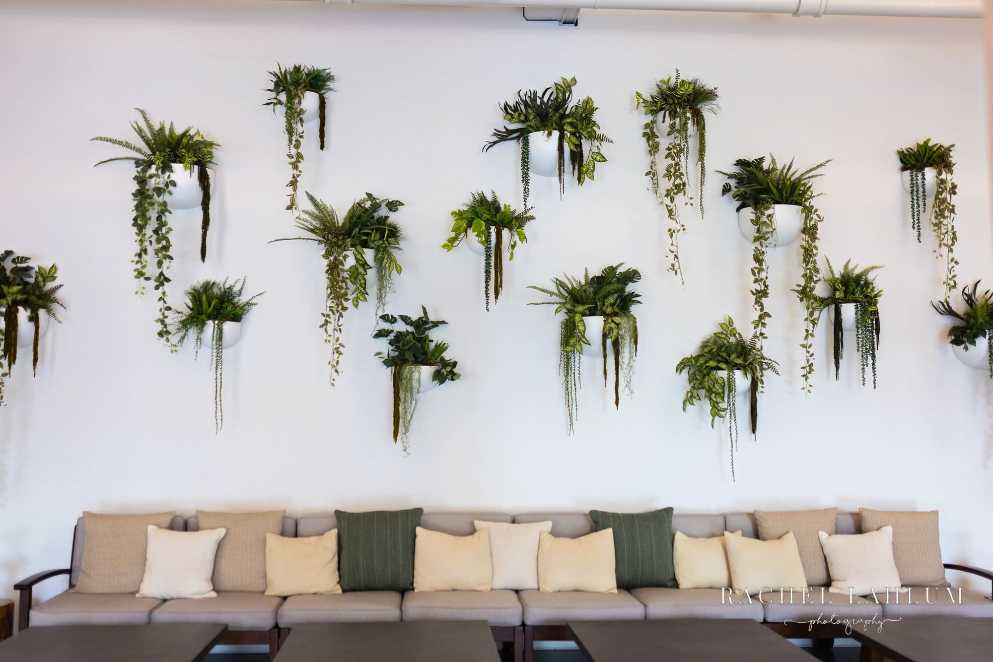 Planters with draping greenery hang staggered along white wall above couch at Urban Daisy Event space in Northeast Minneapolis.