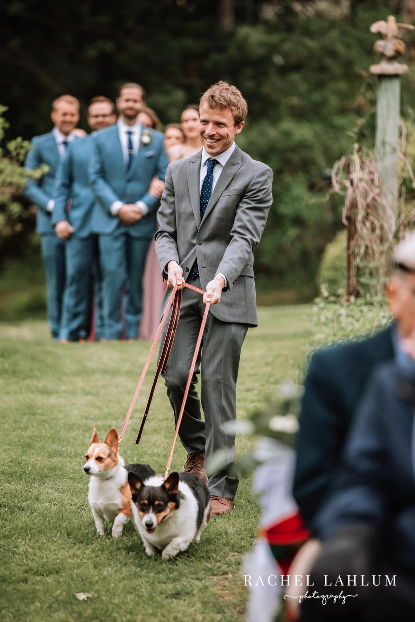Member of the family walks two corgis down the aisle during wedding ceremony at Camrose Hill Flower Farm.